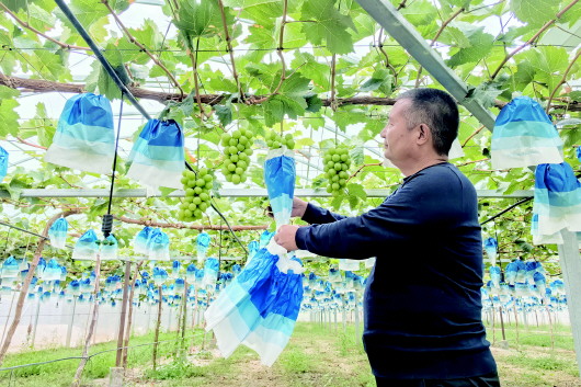 天水：葡萄满园迎丰收 特色产业促振兴