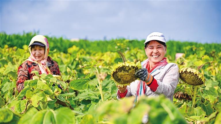 蘭州新區探索重度鹽堿地治理新方案 技術賦能 鹽堿耕地變致富豐收田