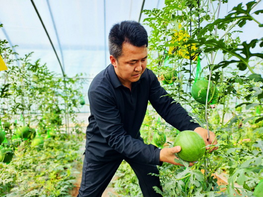 武山周庄西瓜迎丰收