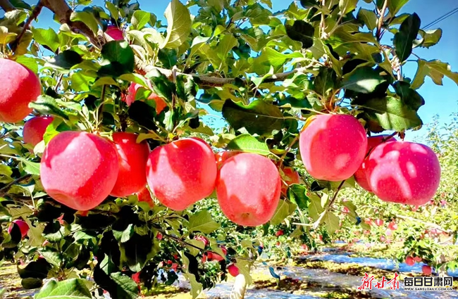 《苹果香》 00302133073_c5b5ae80.jpg