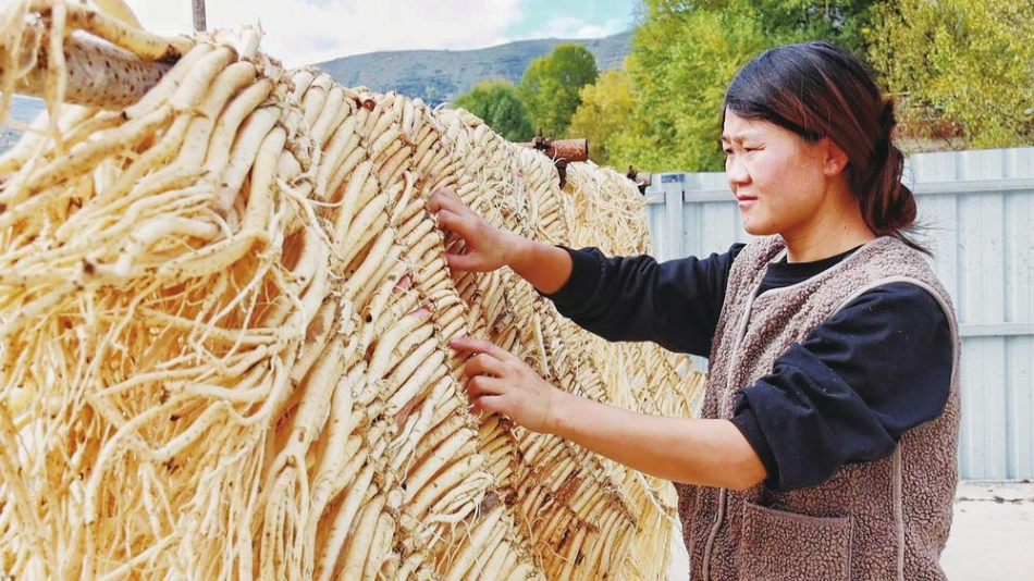 “药材好，药才好”——岷县中药材全产业链发展纪实