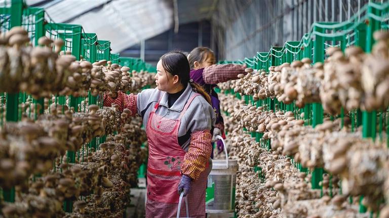 兰州新区西岔镇:小香菇撑起“致富伞”