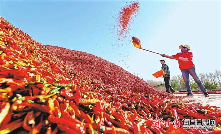 【图片新闻】临泽县5.1万亩朝天椒迎来收获季