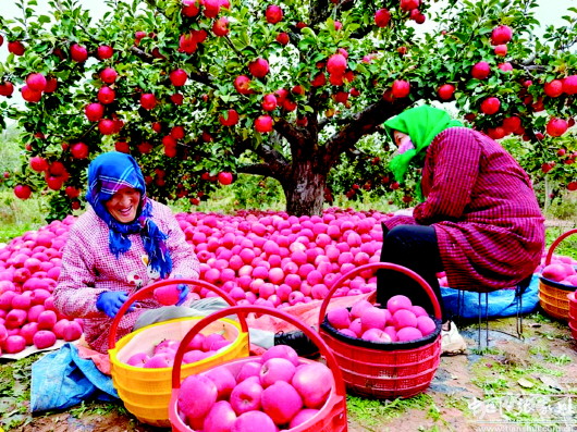 【图片新闻】张家川县梁山镇苹果园一派丰收忙碌景象