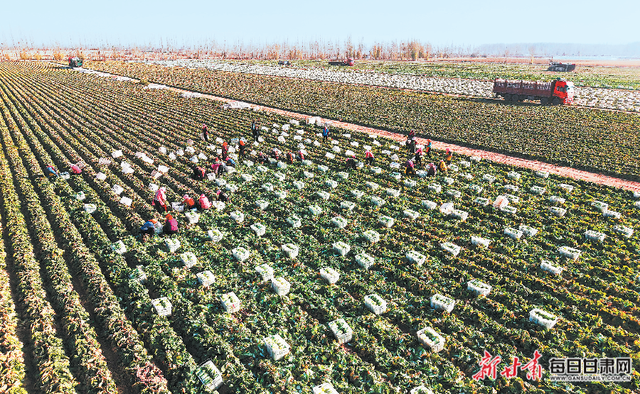 【图片新闻】村民在临泽县鸭暖镇昭武村蔬菜基地采收蔬菜