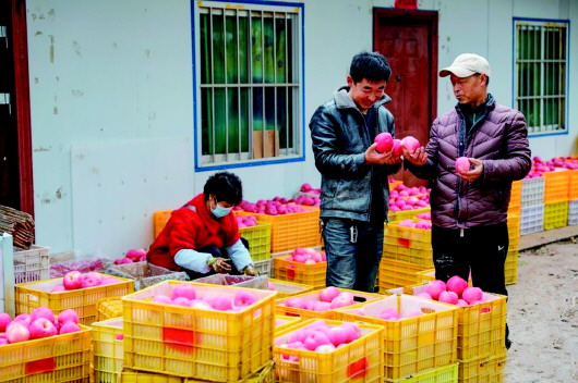 【图片新闻】秦安县魏店镇大力发展苹果产业