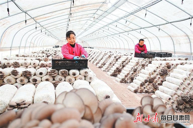 【图片新闻】庆阳：农户正在采摘平菇