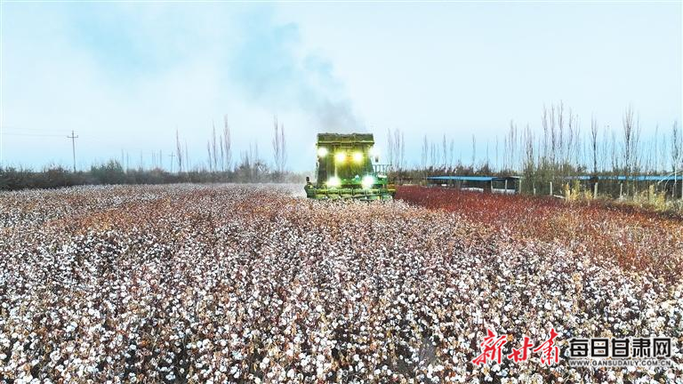 【圖片新聞】采棉機(jī)在金塔縣金塔鎮(zhèn)一農(nóng)場(chǎng)棉田采收棉花