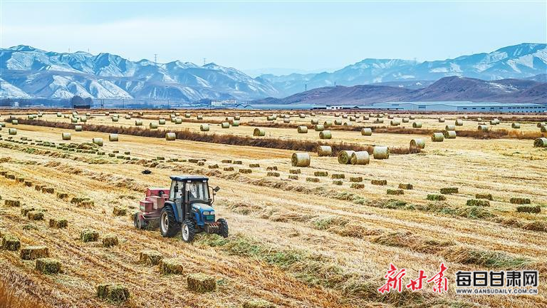【图片新闻】天祝县泰润民农机服务农民专业合作社利用大型机械抢收牧草