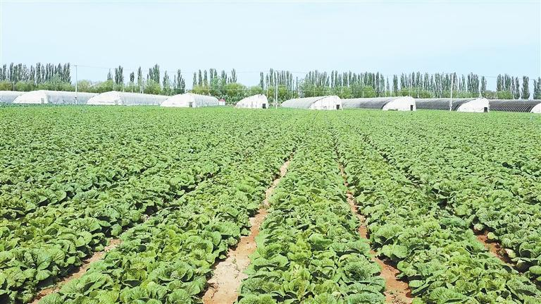 碳标签赋能农业绿色转型——张掖市积极构建低碳优质农产品矩阵