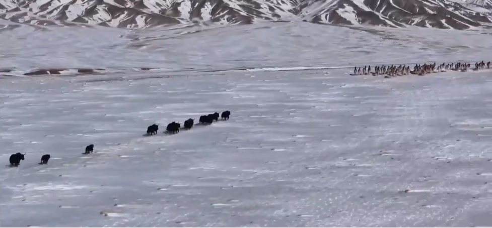 ���C�����v��ԭ��Ұ��ţ��Ұ�H̤ѩ����