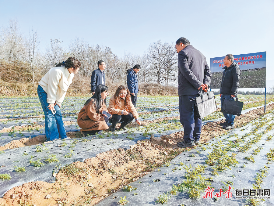 临洮:科技解难题 药材喜丰收