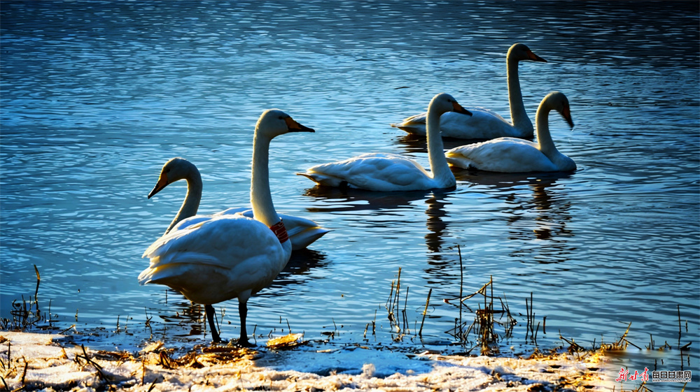 “白衣仙子”飞落金城 三河口湿地成热门打卡地