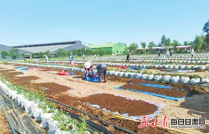 正宁:蚯蚓“吞吐”间 农废巧生“金”