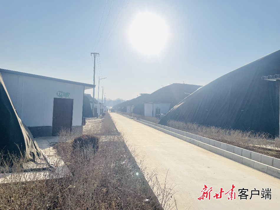 【四中全会精神在基层·乡村新风貌】渭水东岸 鲜菜飘香