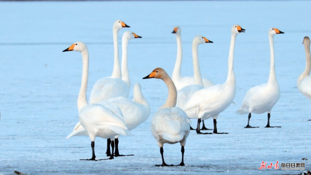 ��Ҵʪ��ӭ�����񡰹�͡�