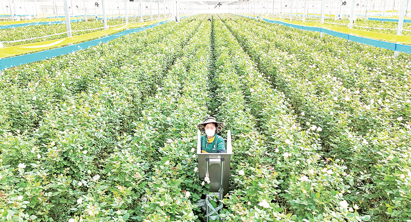 ���������ƽ���ʩũҵ������Ч