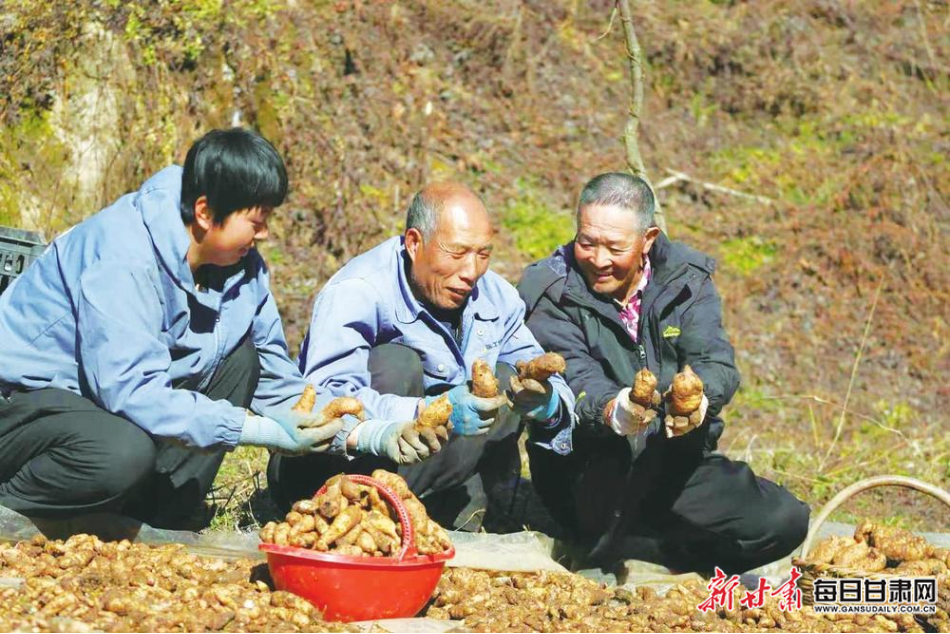 成县：林下荒坡刨出“金疙瘩”