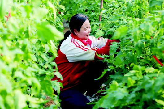 【图片新闻】武山县山丹镇设施蔬菜种植面积持续扩大