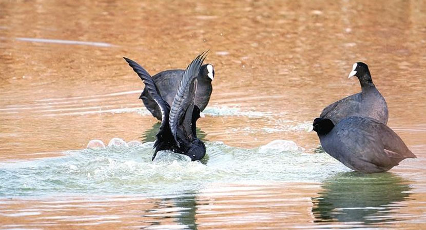 Ǩ������֤��������ɫ�ɱ�