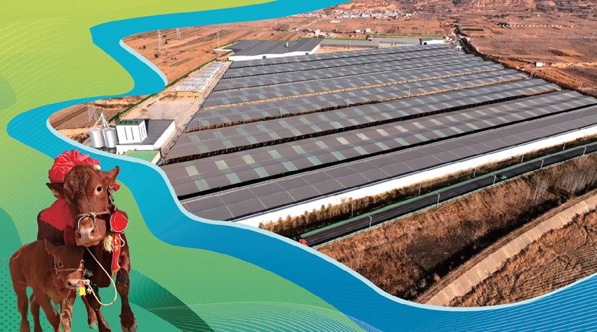 静宁县“良繁+养殖”全链发力 平凉红牛饲养量突破20万头