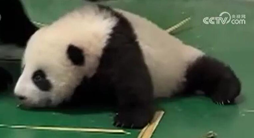 ������ֻȦ������è���������¼���