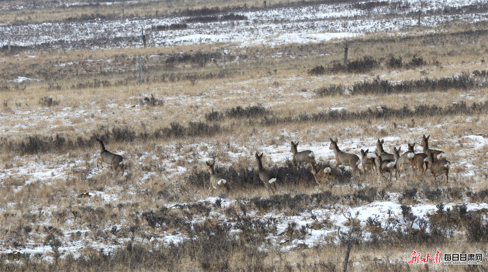 ��ףץϲ������ԭ��¹���ӳ�Ⱥ����