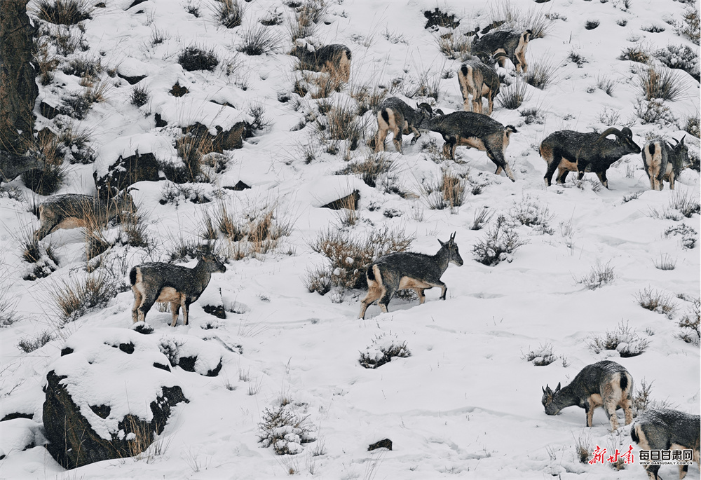 �౱�������� ѩ�������鶯�ǳ�