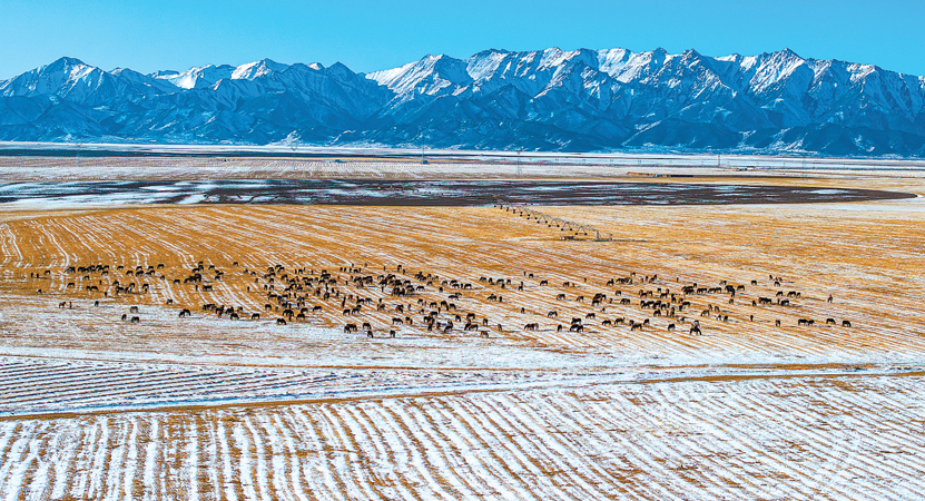 �������ɽ������