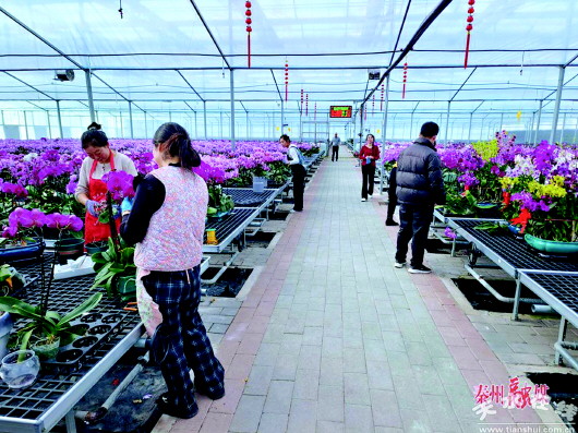 【图片新闻】天水：年宵花卉迎来销售旺季