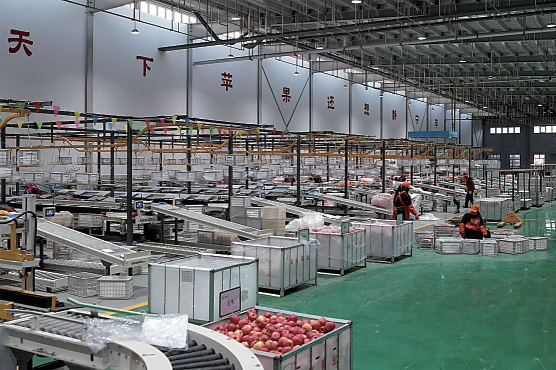 量稳价优果飘香 静宁125万吨红果富农家