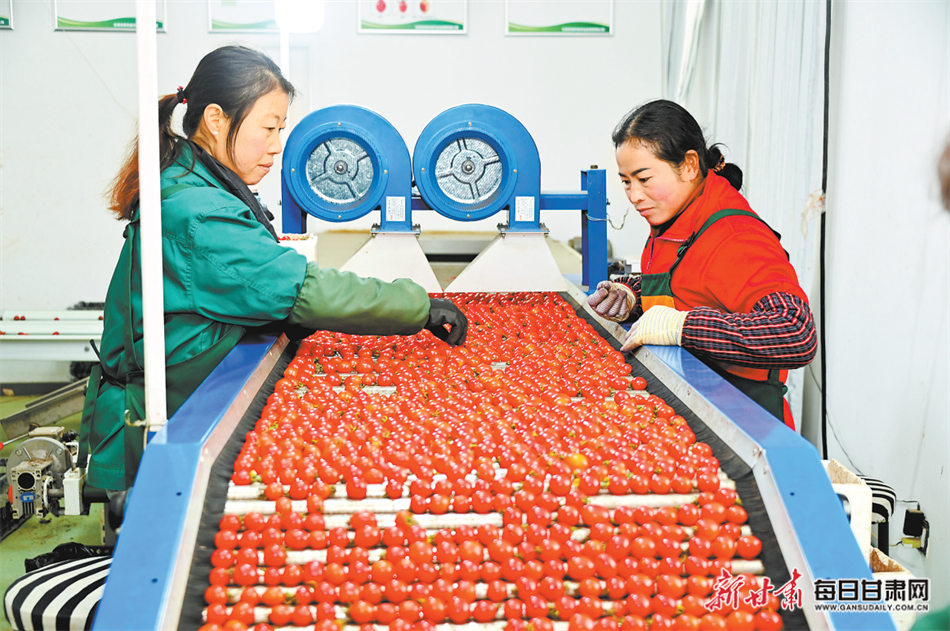 【图片新闻】工人在陇西县菜子镇现代农业产业园的车间里分拣小番茄