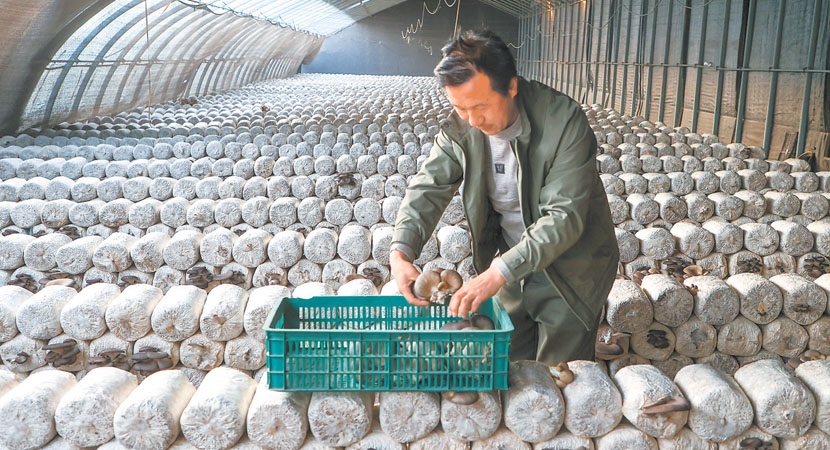 ��ԭʳ�þ���ҵ��ģ����չ����Ⱥ������