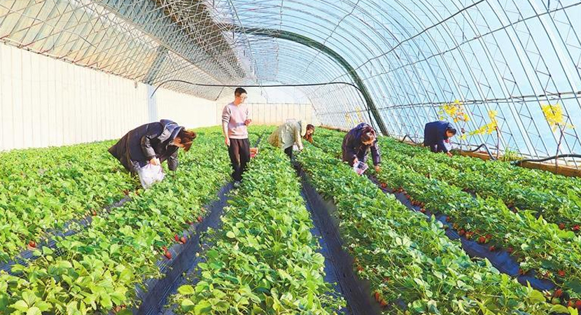 �ο��ڶ������������Ҵ����ժ��ݮ