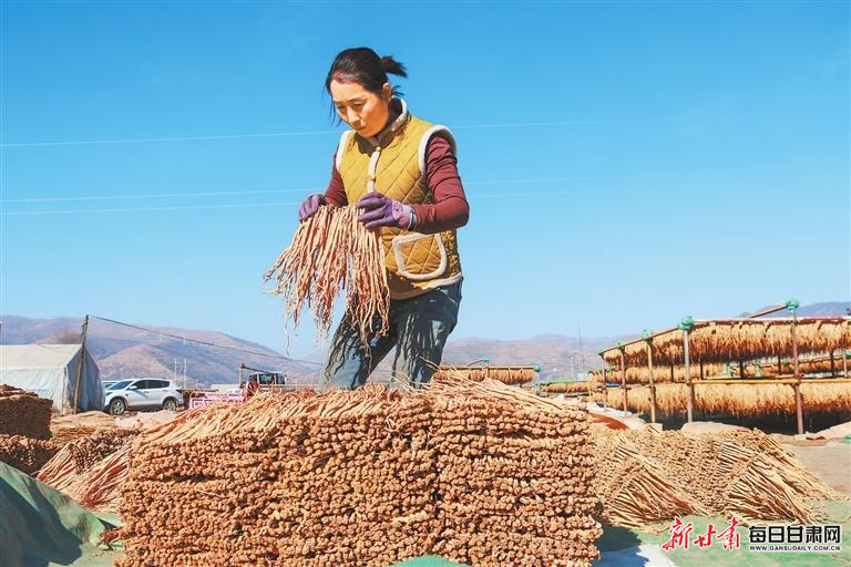 【图片新闻】岷县十里镇群众对中药材进行分类整理打包