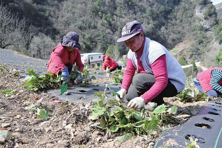 徽县：种下中药材 收获好“钱”景