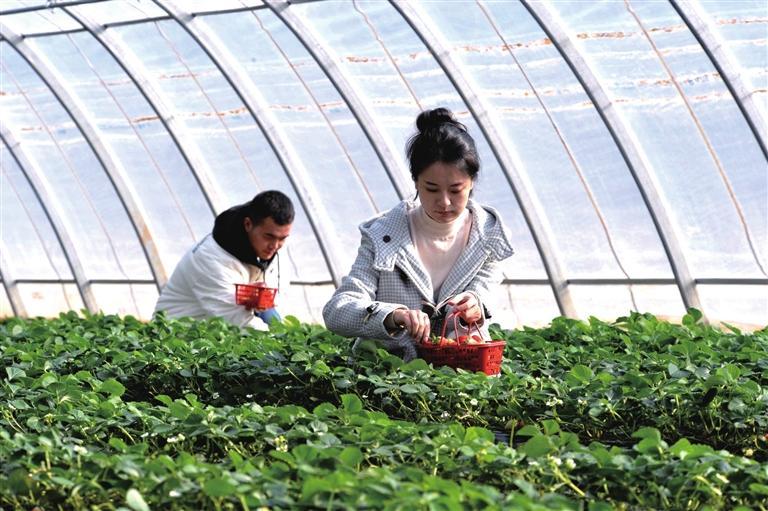 礼县：草莓种植拓宽致富路