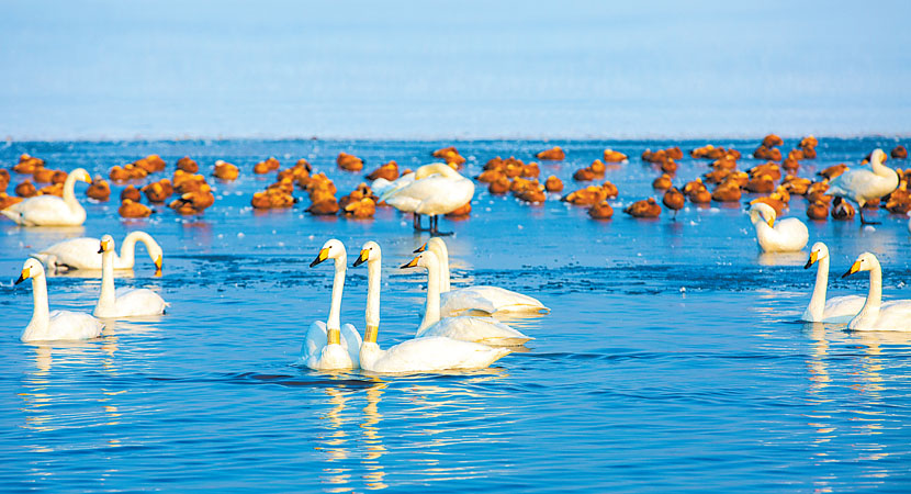 ��Ҵ��Խ���Ĵ�����ں�ˮ����߮����ʳ