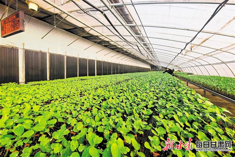 【图片新闻】武山：村民正在培育西瓜苗