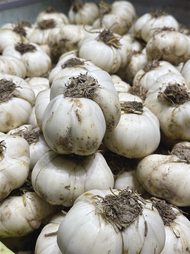 兰州百合“身价”调查：零售端走俏 种植端承压