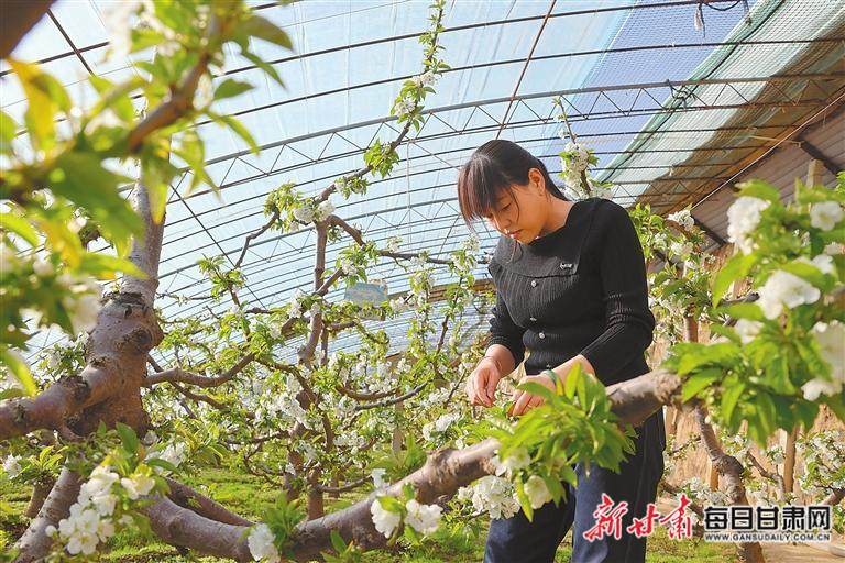 【图片新闻】庆阳市西峰区米王村大棚樱桃迎来盛花期