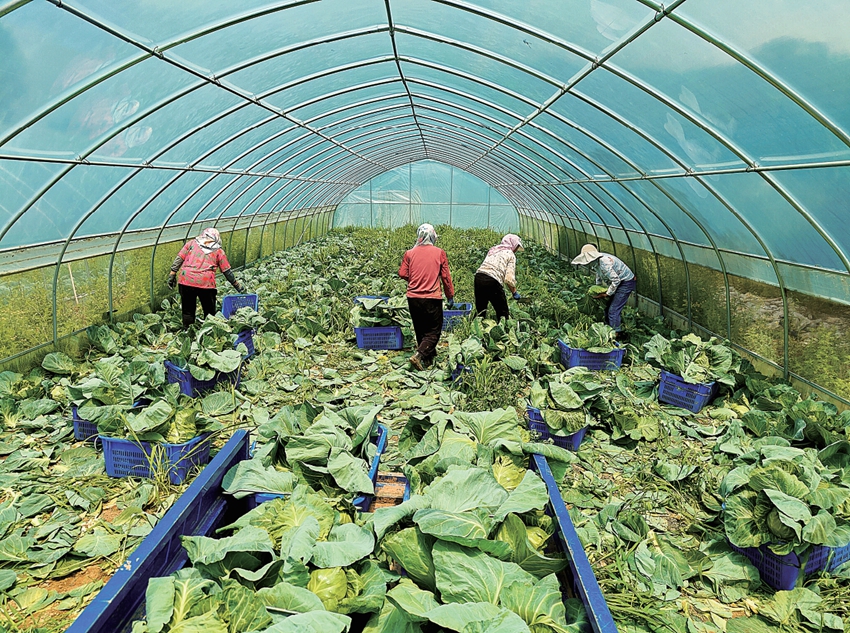 崇信：菜地尾菜“变废为宝”