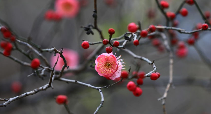 �䶼����ʪ�ع�԰��÷ӭ������