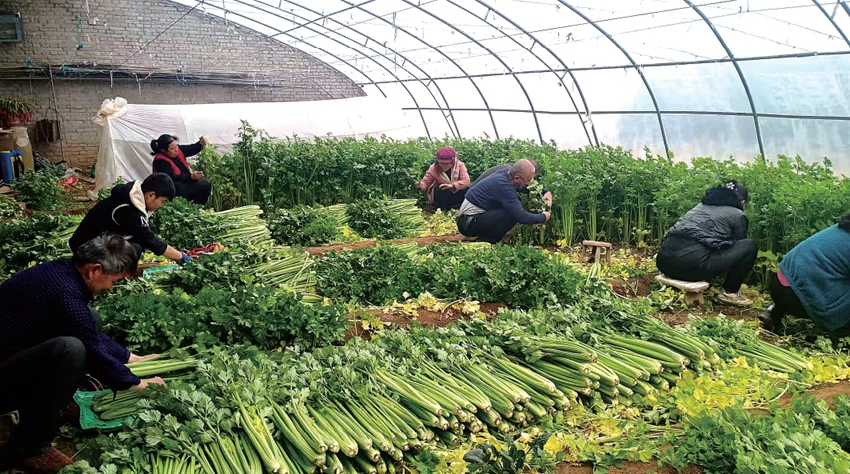 崇信：大棚绿意浓 蔬菜“钱”景好