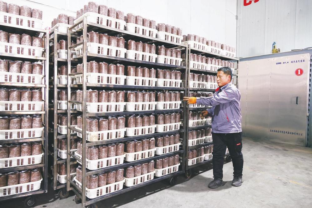 【图片新闻】庆阳黑木耳菌种选育基地赶制木耳菌棒订单