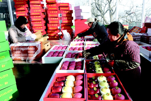 天水市麦积区：依托冷库仓储 苹果错峰俏销