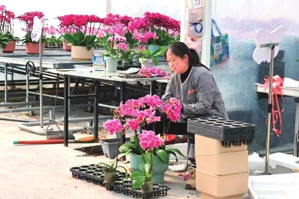 陇南武都：花卉拓宽致富路