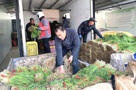 【图片新闻】甘谷县磐安镇燕家韭菜奔赴全国餐桌