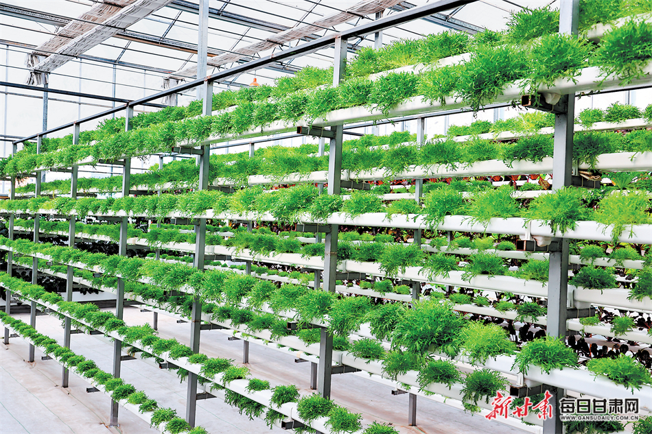 【图片新闻】陇南市武都区石门镇温室大棚里的蔬菜长势正旺