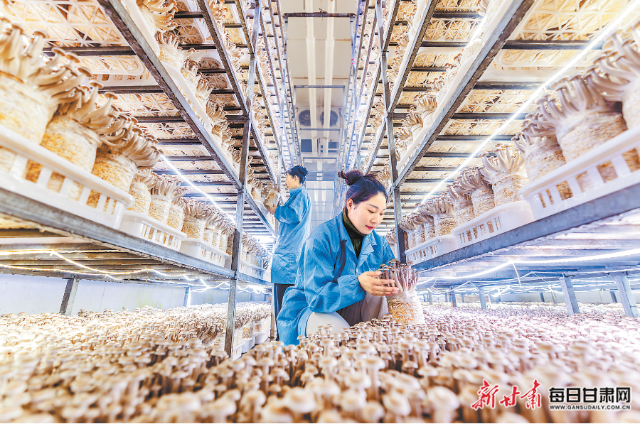 【图片新闻】工人在张掖市甘州区巴吉滩甘肃神农菇业生产车间内采摘鹿茸菇
